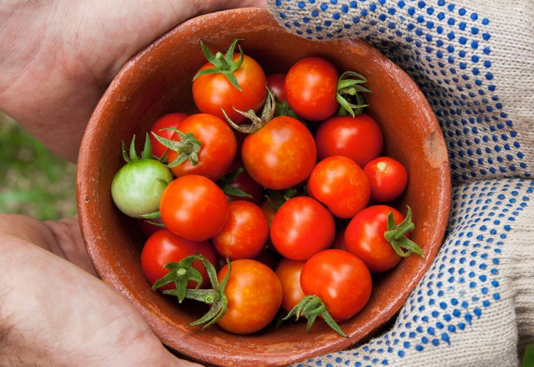 a person holding a bowl of tomatoes in their hands.