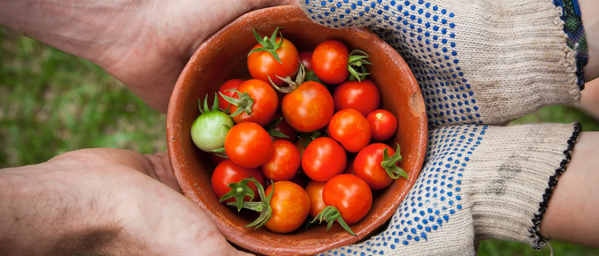 a person holding a bowl of tomatoes in their hands.