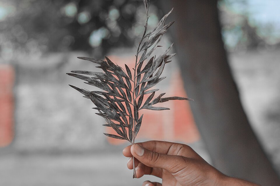 Man holding an olive branch