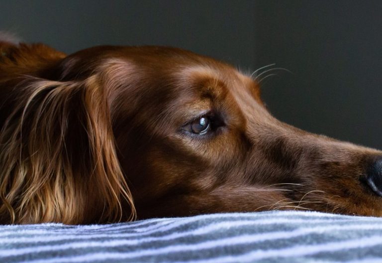 a close up of a dog laying on a bed.