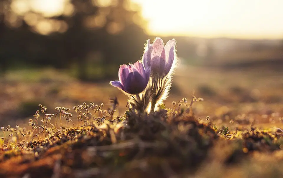 Flower growing in the middle of an empty field