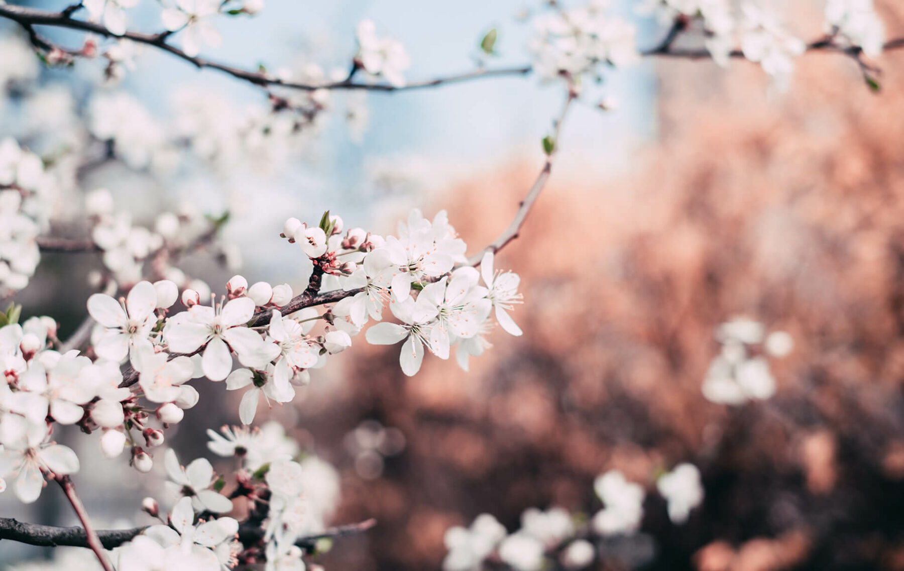 a close up of a tree with white flowers.