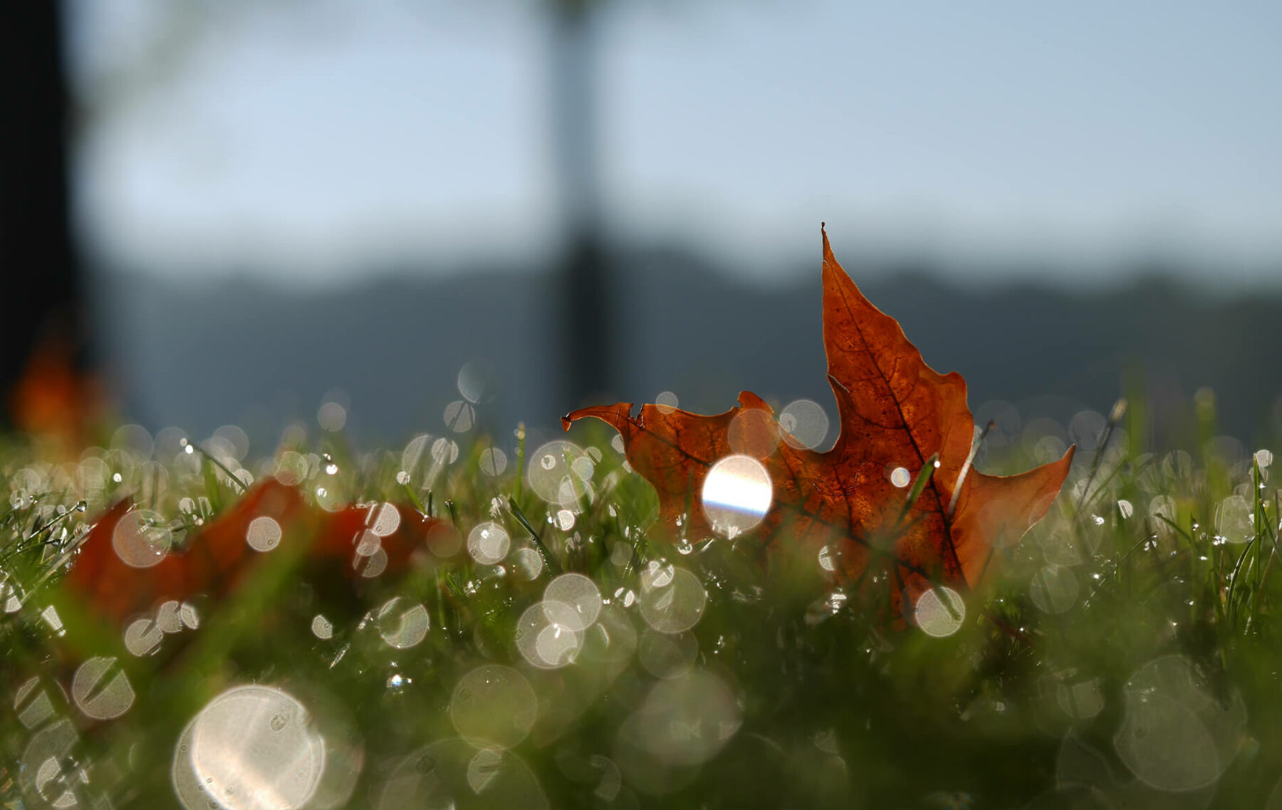 a leaf laying on top of a lush green field.