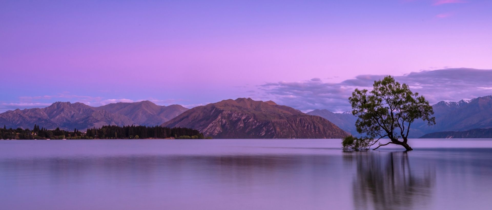 a lone tree in the middle of a lake.