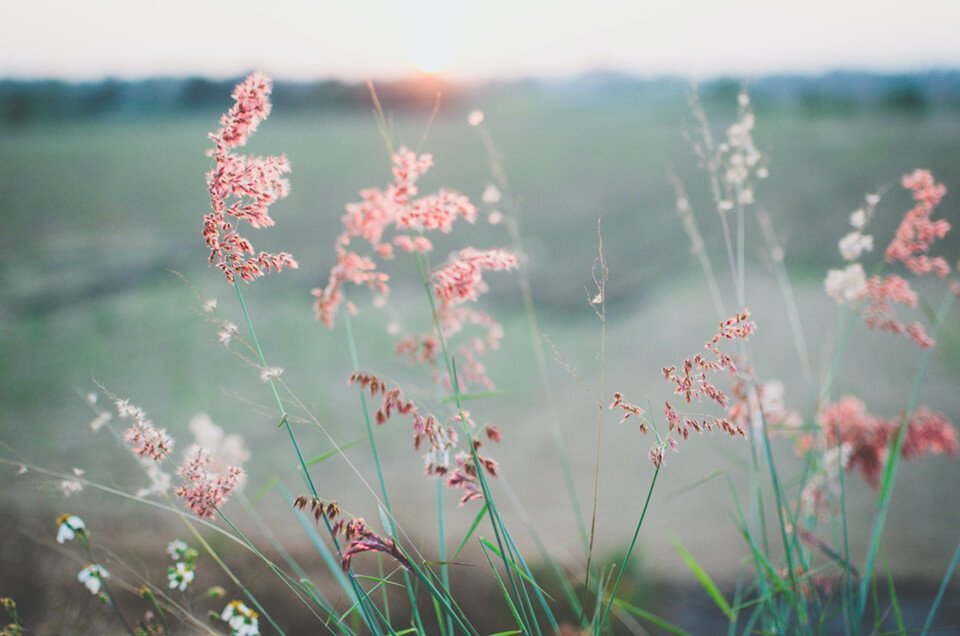 Flowers moving in the breeze