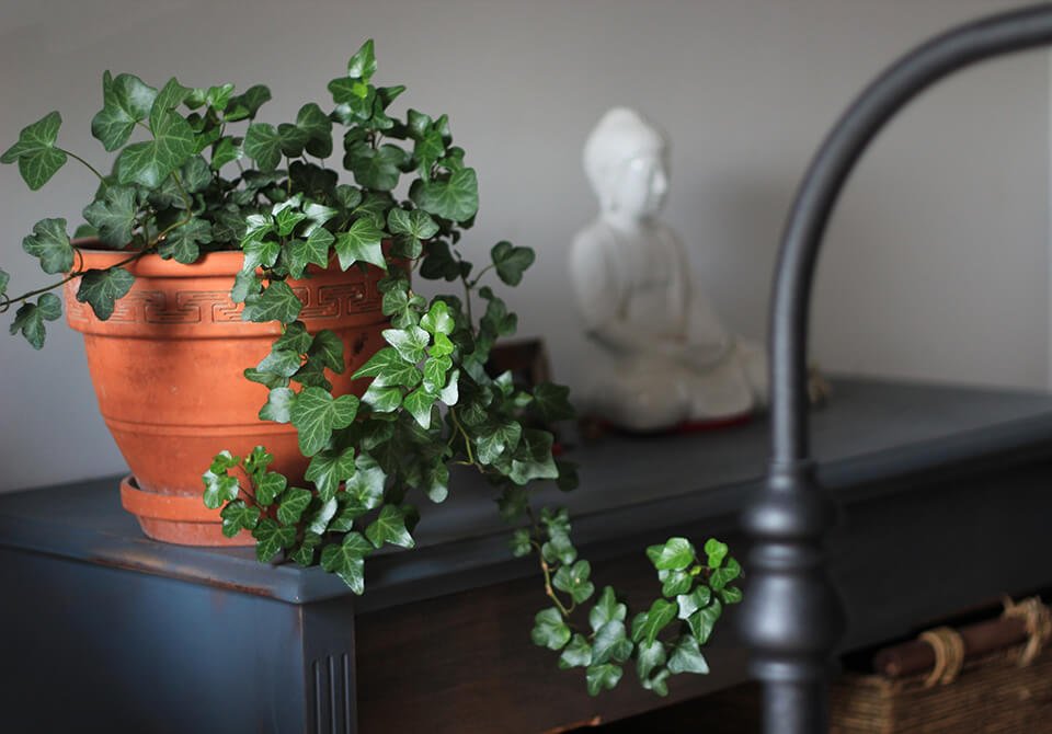 Planter next to buddha figurine