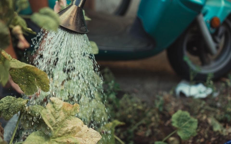 watering plants