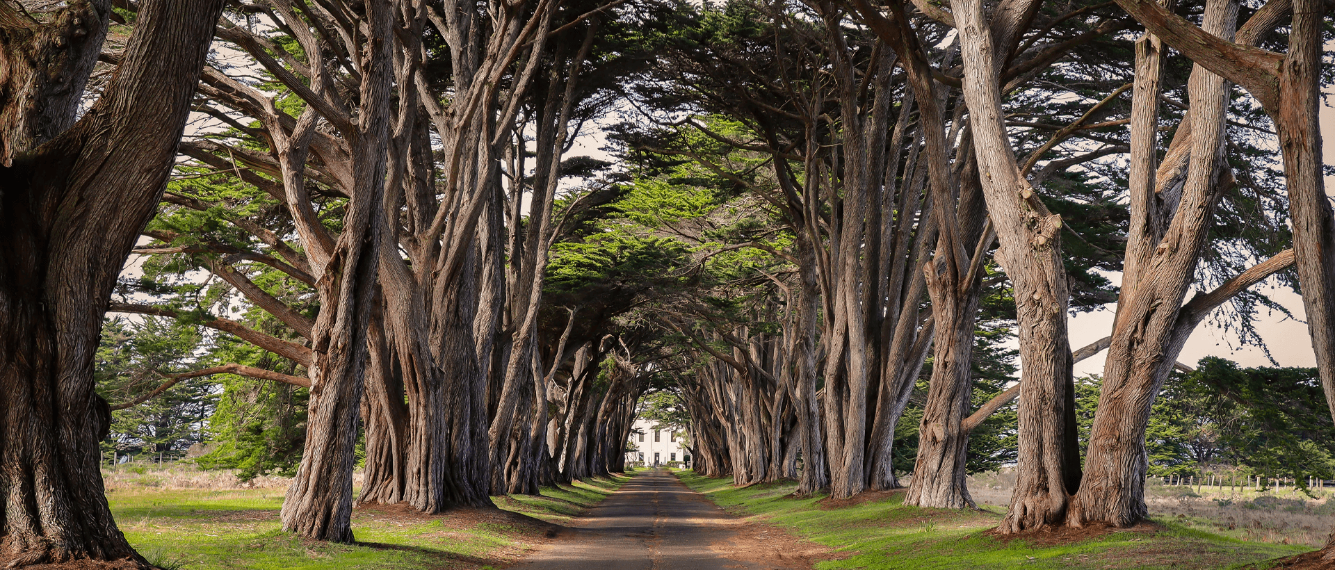 a dirt road surrounded by trees and grass.