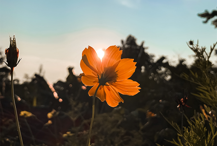 a single orange flower in the middle of a field.